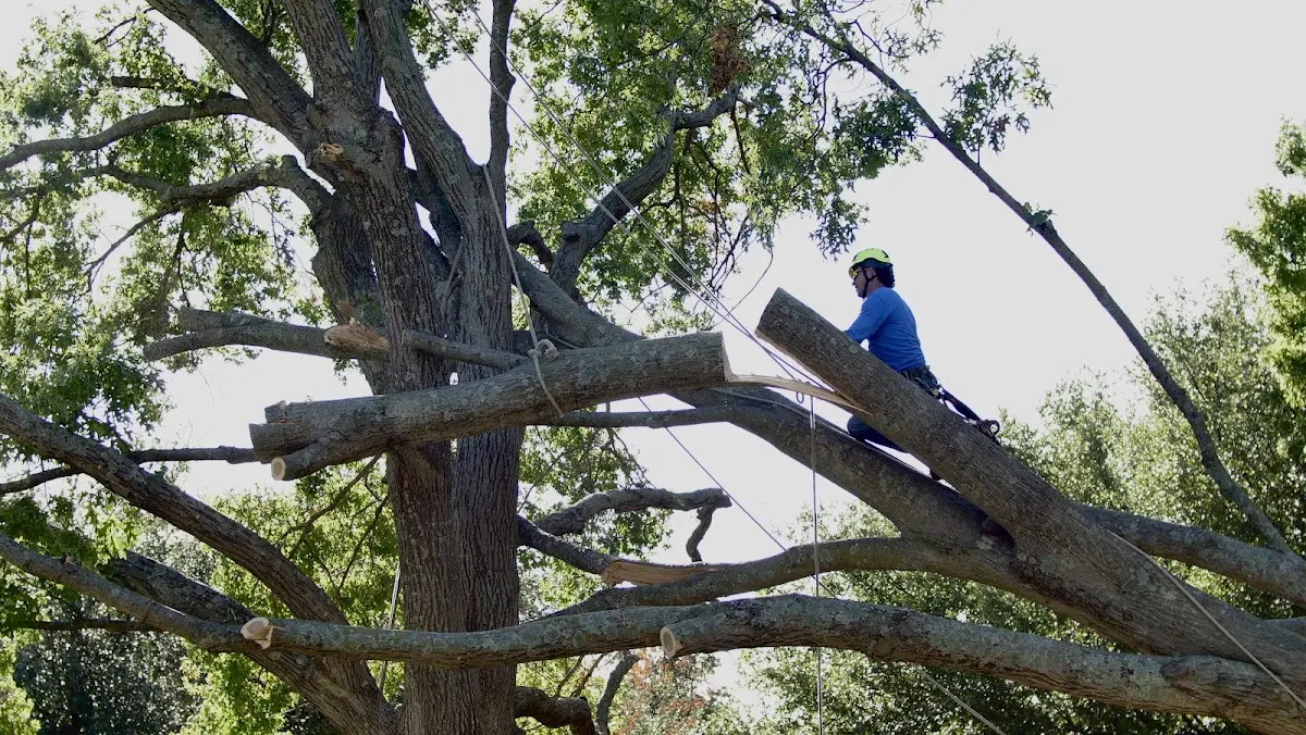 Professional Crown Thinning performed by certified arborists in Dupree